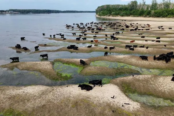Cattle resting on sand dunes exposed by the drastic drop in the Danube River level near Calarasi, Romania, on July 18, 2026.