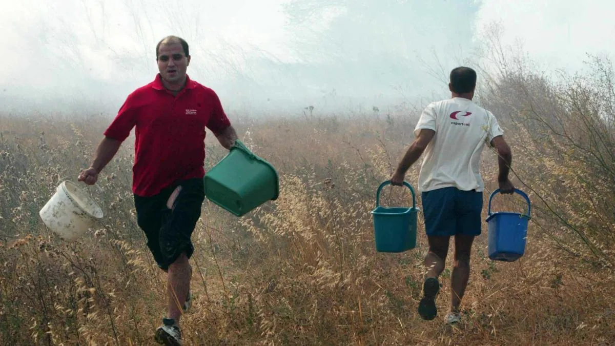 Twenty years after the Empordà fires the forest remains dirty