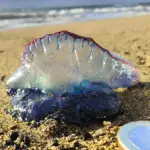 The Portuguese caravel begins to spread across the Cantabrian Sea and 'threatens' the summer