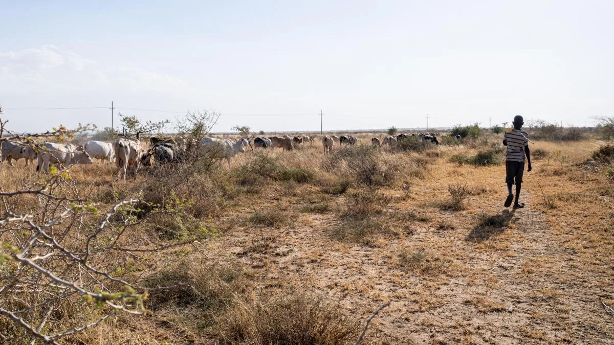 'El Niño' threatens to condemn 49 million more people to acute hunger