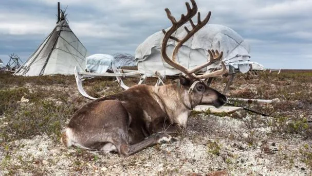 Los portacontenedores bordean la península de Yamal, rica en renos y en gas natural