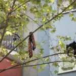Neighbors of Muntaner ask the City Council to evict the apartment taken over by drug addicts