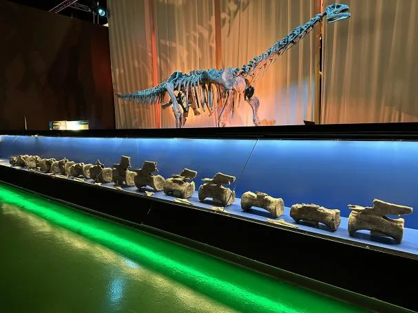 Original bones of the Diplodocus from El Castellar displayed at the Aragonese Museum of Paleontology located in Dinópolis (Teruel, Spain).