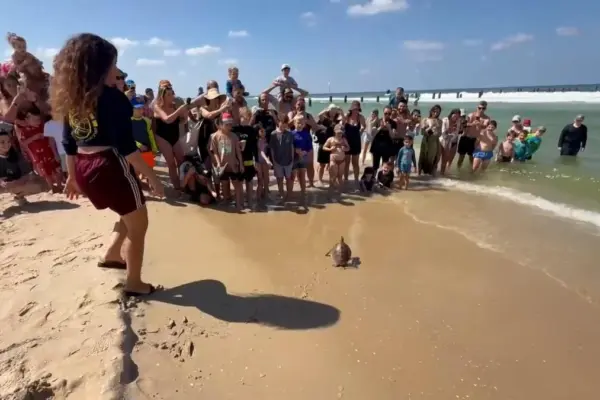 Israel releases five sea turtles after completing their rehabilitation