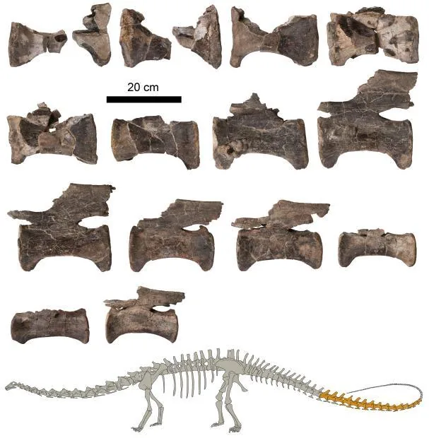 Tail vertebrae of the Diplodocus from El Castellar (Teruel, Spain) along with a figure indicating in dark the studied fossils.