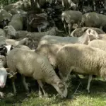The sheep and goats of Vilamòs that help Endesa protect the forest and prevent fires