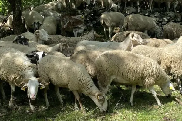 The sheep and goats of Vilamòs that help Endesa protect the forest and prevent fires
