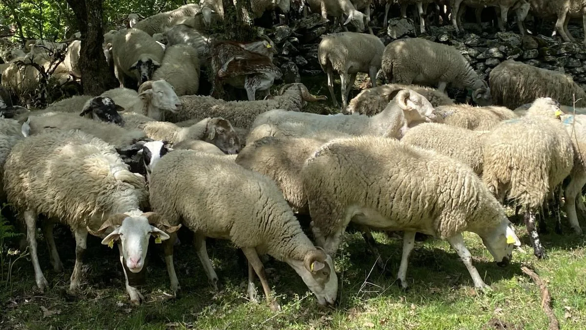 The sheep and goats of Vilamòs that help Endesa protect the forest and prevent fires